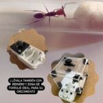 Kit odontomachus hormiguero